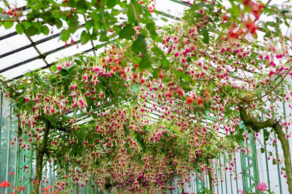 Fuchsia flowers in a greenhouse